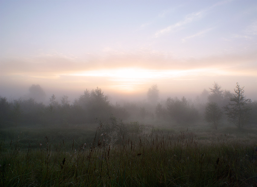 В поисках ёжика #2