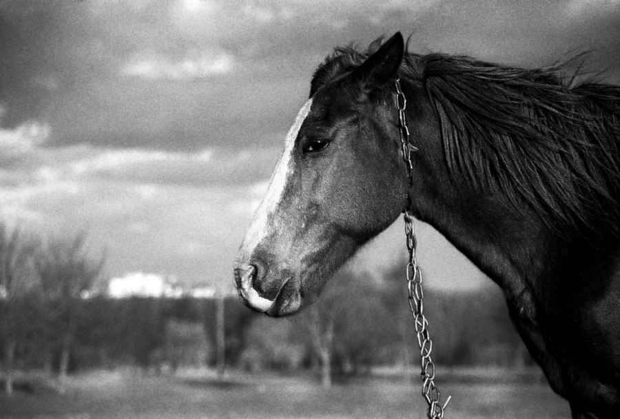 Прекрасная Лелли