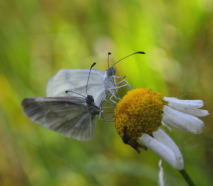 Продолжение рода без перерыва на обед