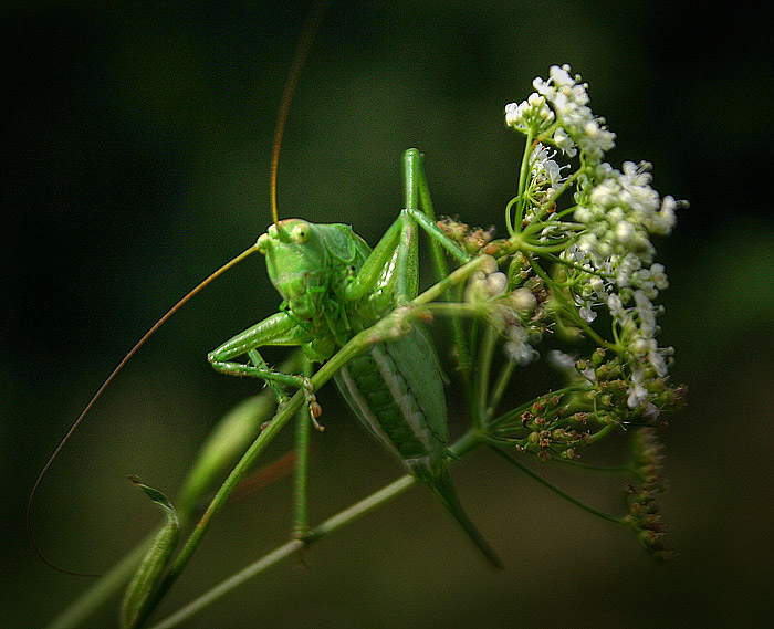 Кузнец своего счастья.