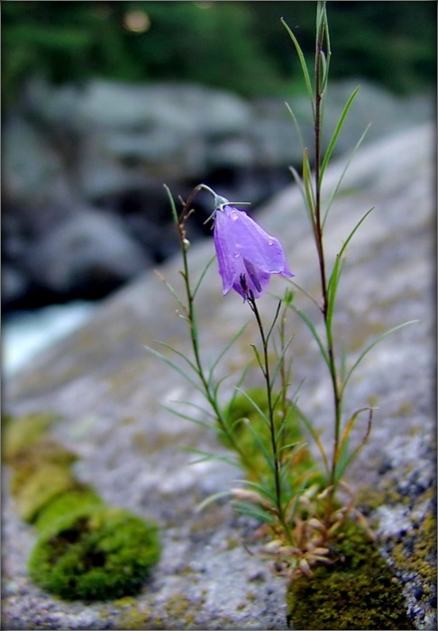 тым, хто расьце на камнях, прысьвячаецца