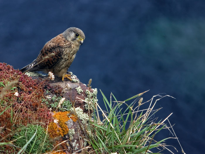 Охота на охотника