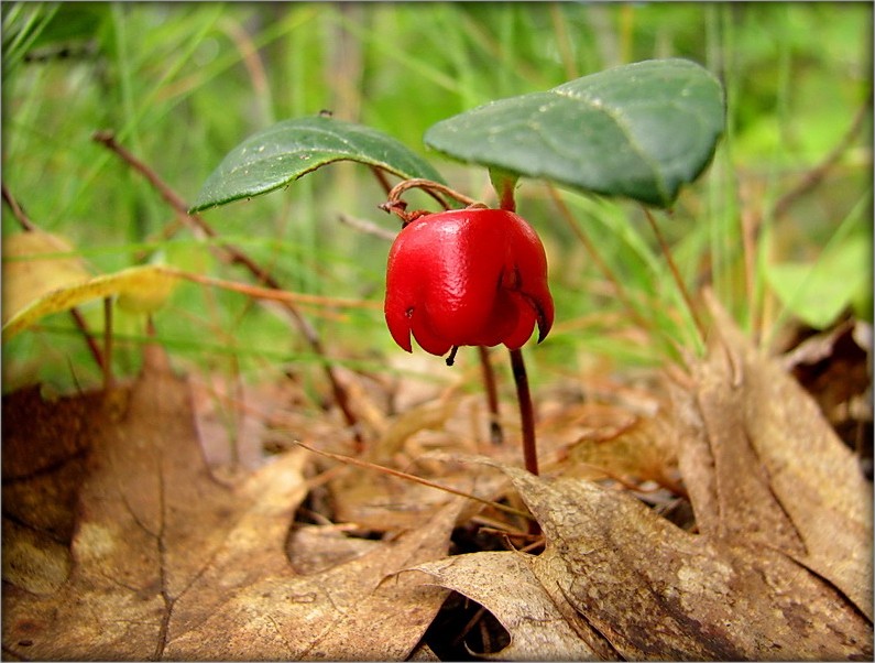 брусьнічка