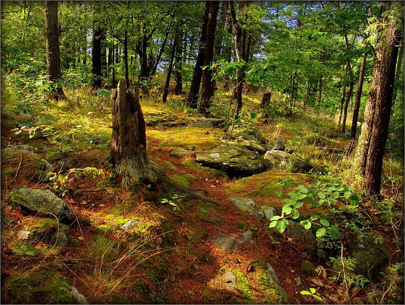 лес як лес, адно - на камнях