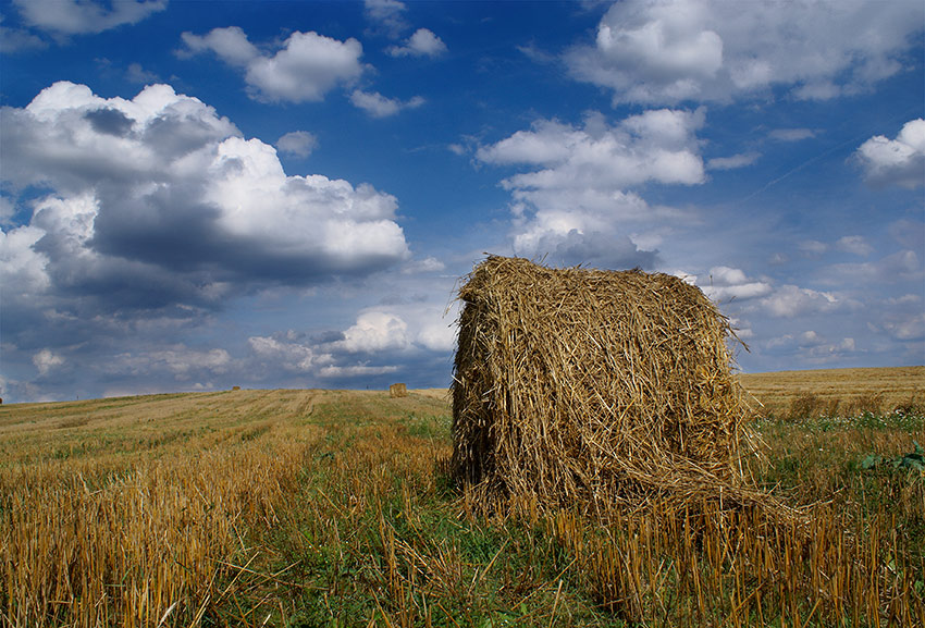 Колхозно-полевая