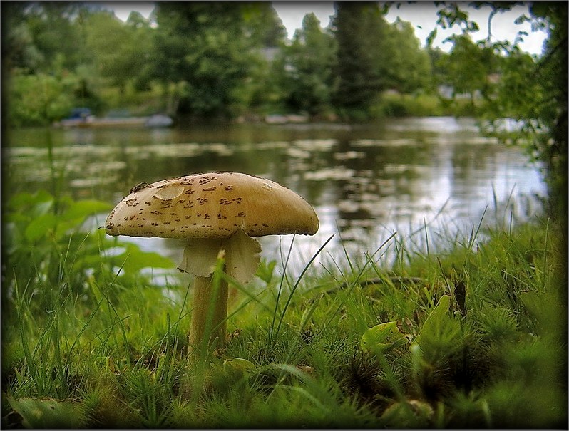 пара па грыбы..