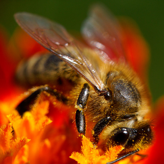 Трудоголик