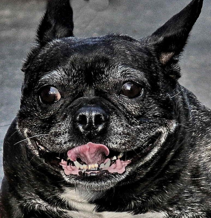 *друг человека*