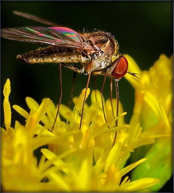 на салодзенькае пацягнула?