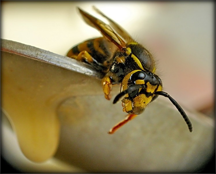 салодкае жыцьцё не задалося.....