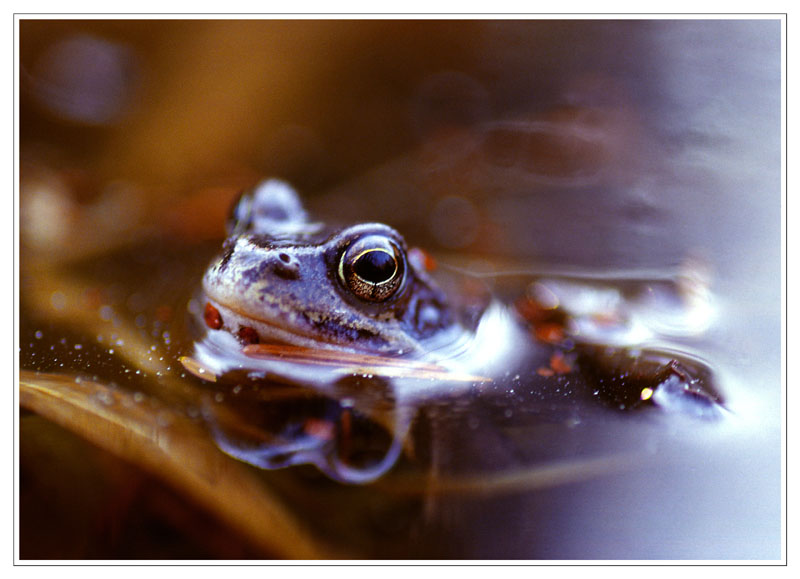 Портрет Принцессы