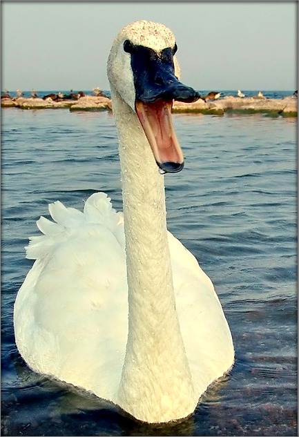 ты ж не кажы "кажы а", а кажы "А-а-а..