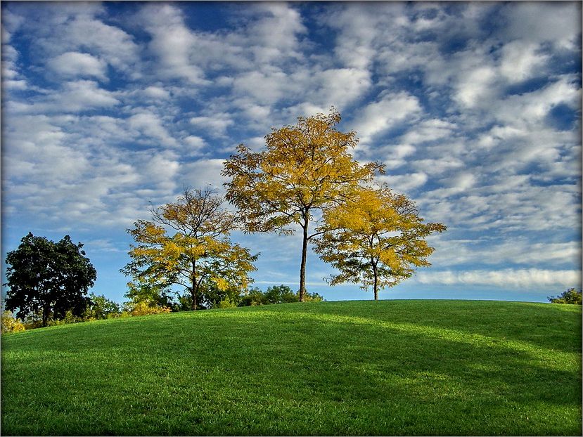як аблокі высокі