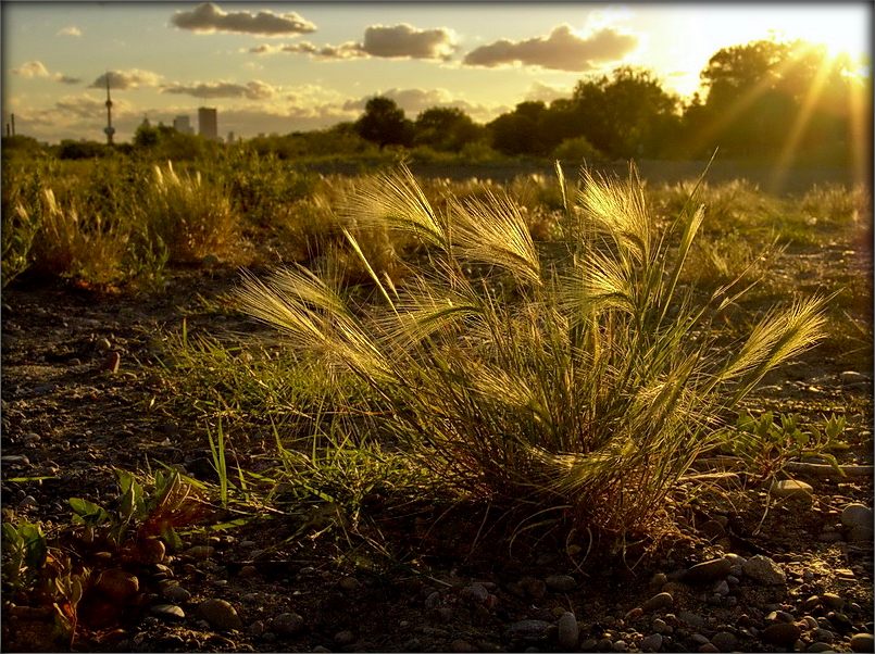 ой, трын-трава пустырная...