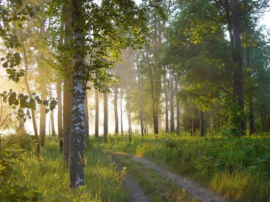 Натиск света