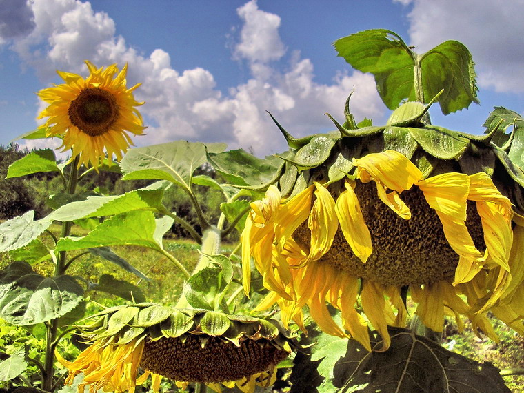 подсолнухи