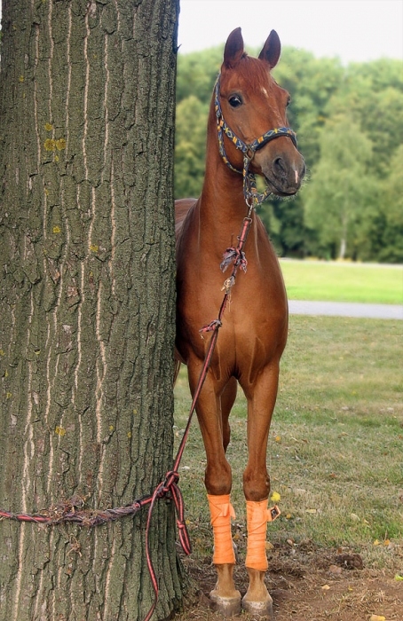 Пустите на подиум!