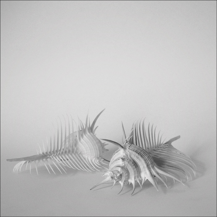 натюрморт. про белое на белом