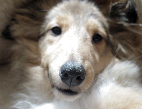 Улыбка Рены