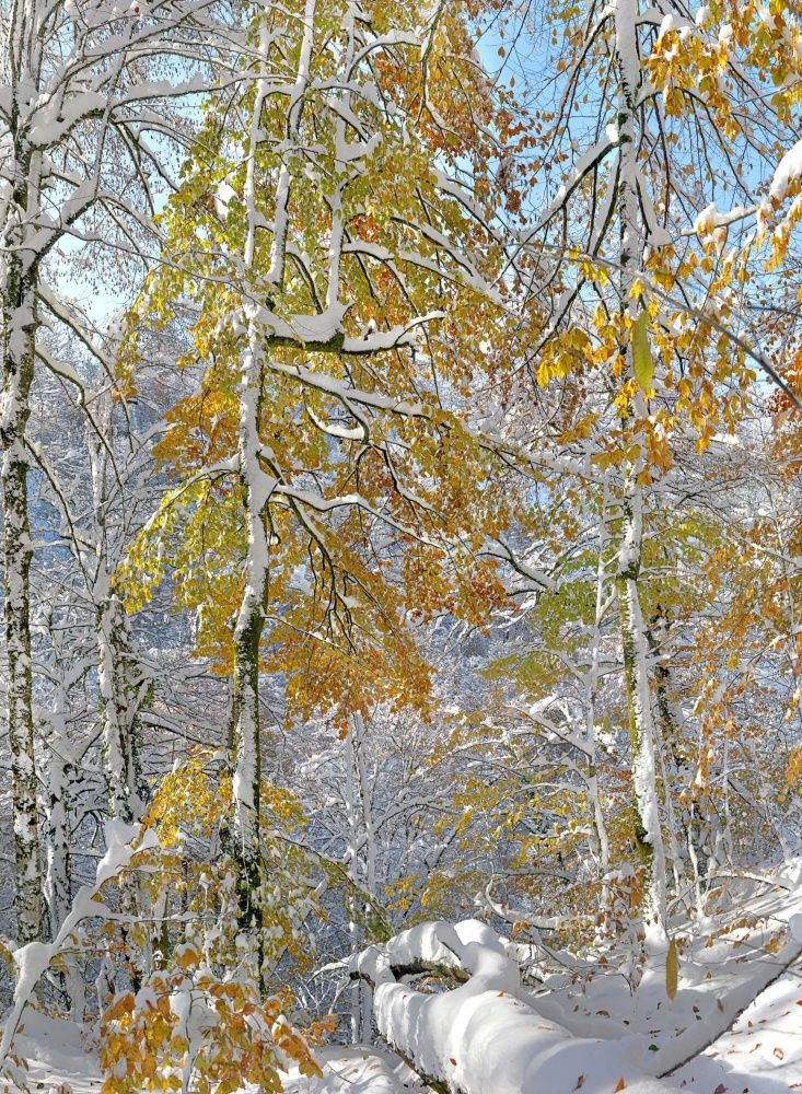 Встреча осени с зимой.