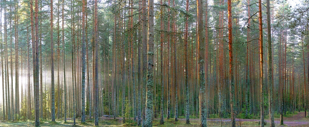 Рассвет в сосновом бору.