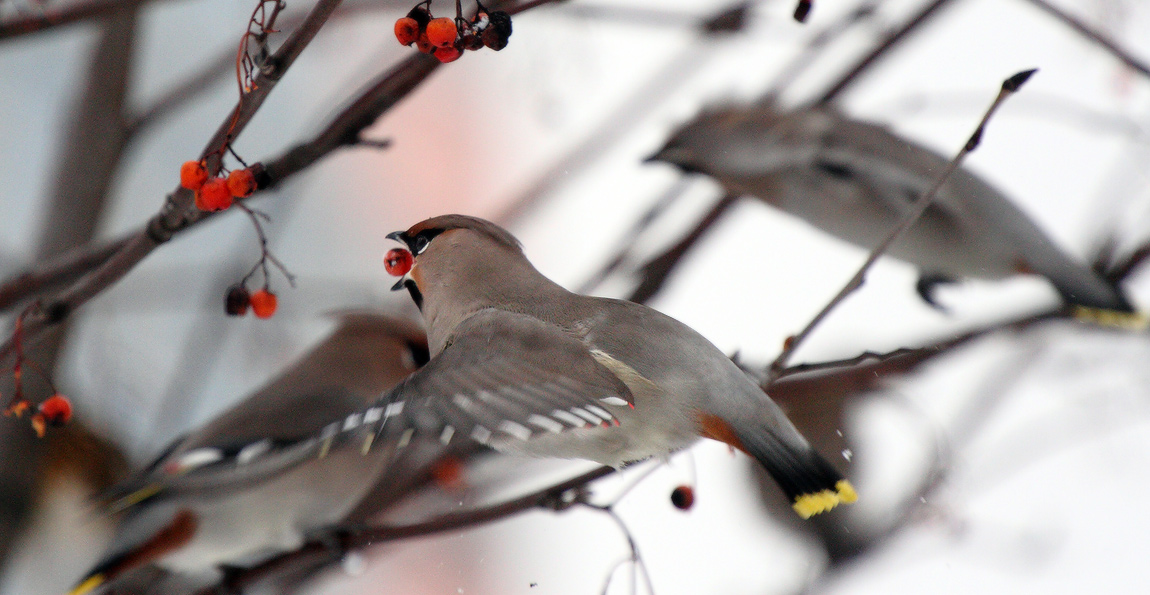 истребитель плодово-ягодный