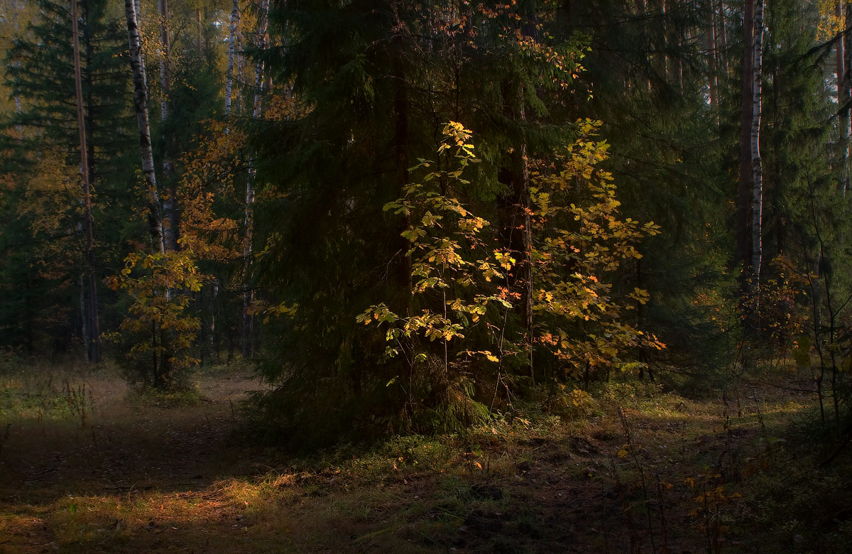 Немного осени былой