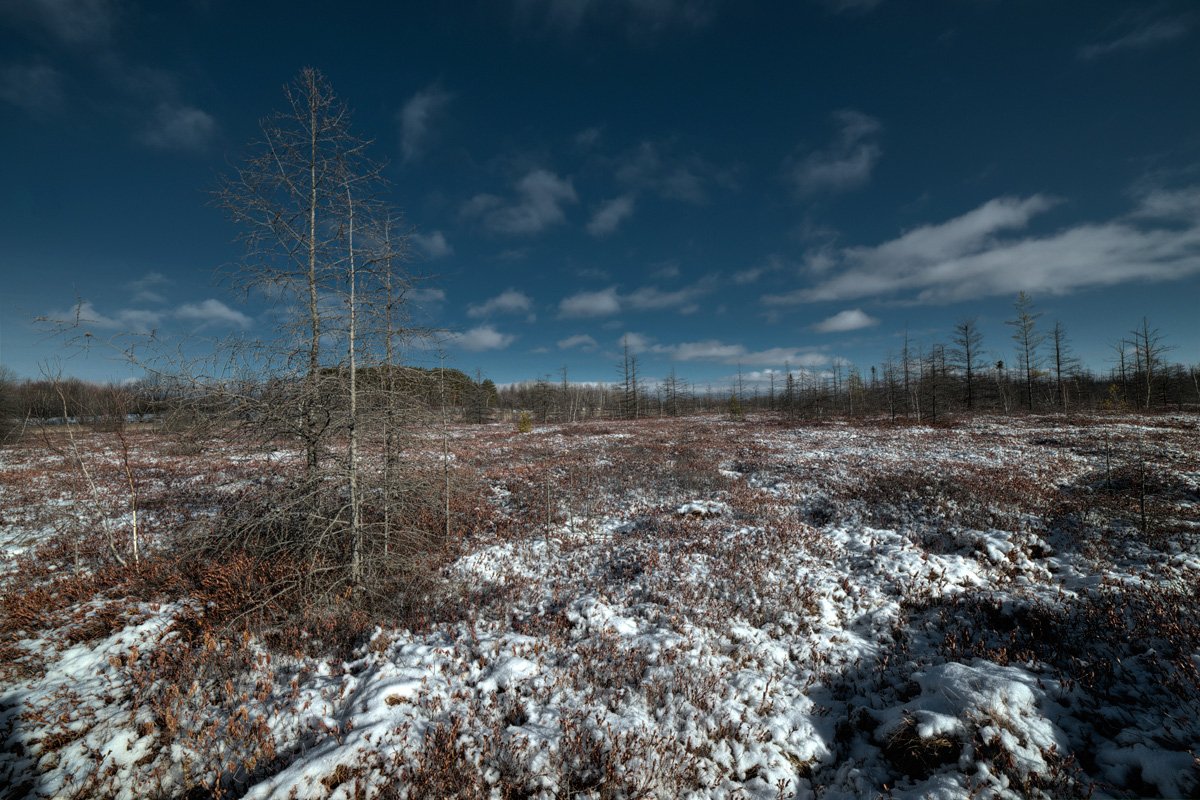 Mer Bleue Bog
