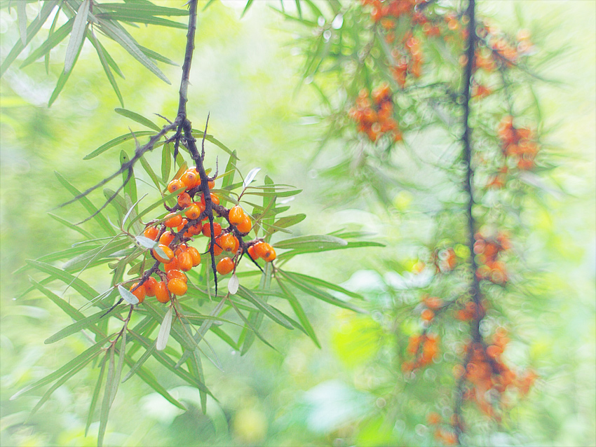 С Наступающим!)