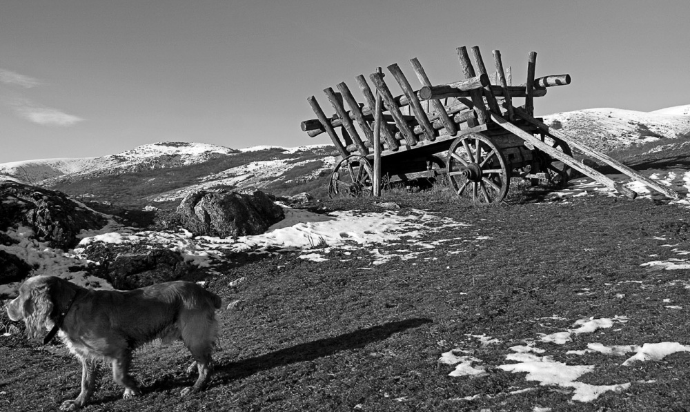 Кто куда, а я за лошадью