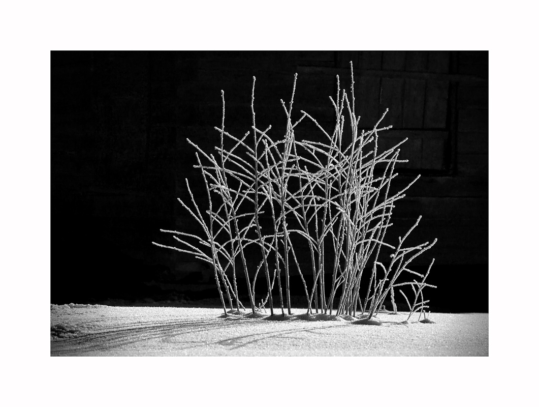 Вишневый сад