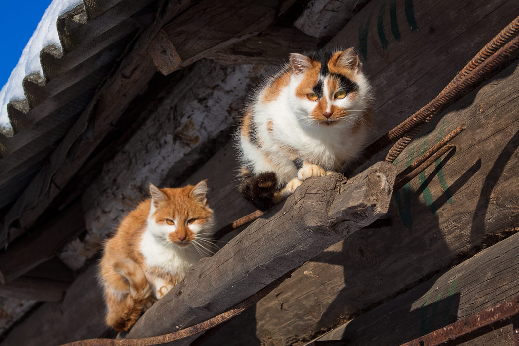 Наблюдатели