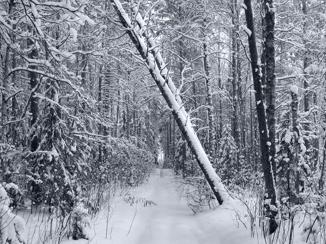 Лесная графика