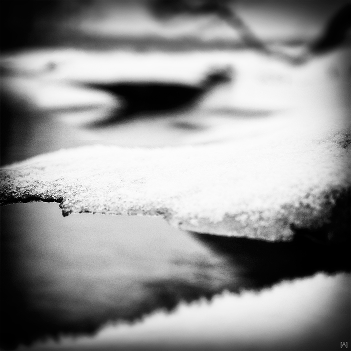 Crocodile and his favorite food...