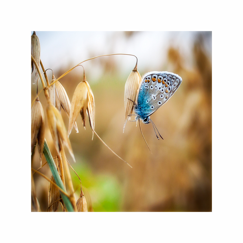 Голубяночка