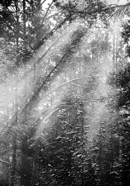 увидеть свет