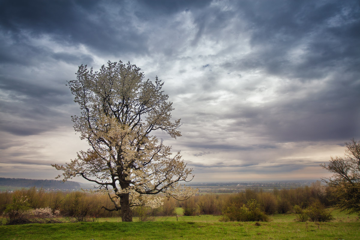 Весна в предгорье