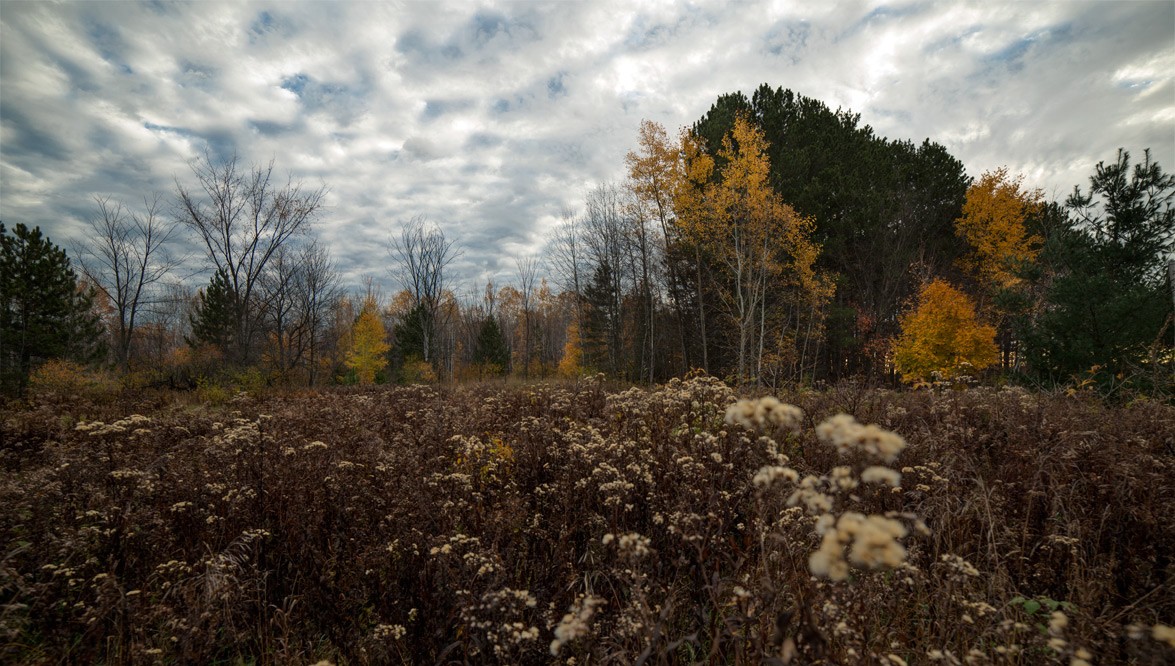 Autumn , a dazzling phenomena ....