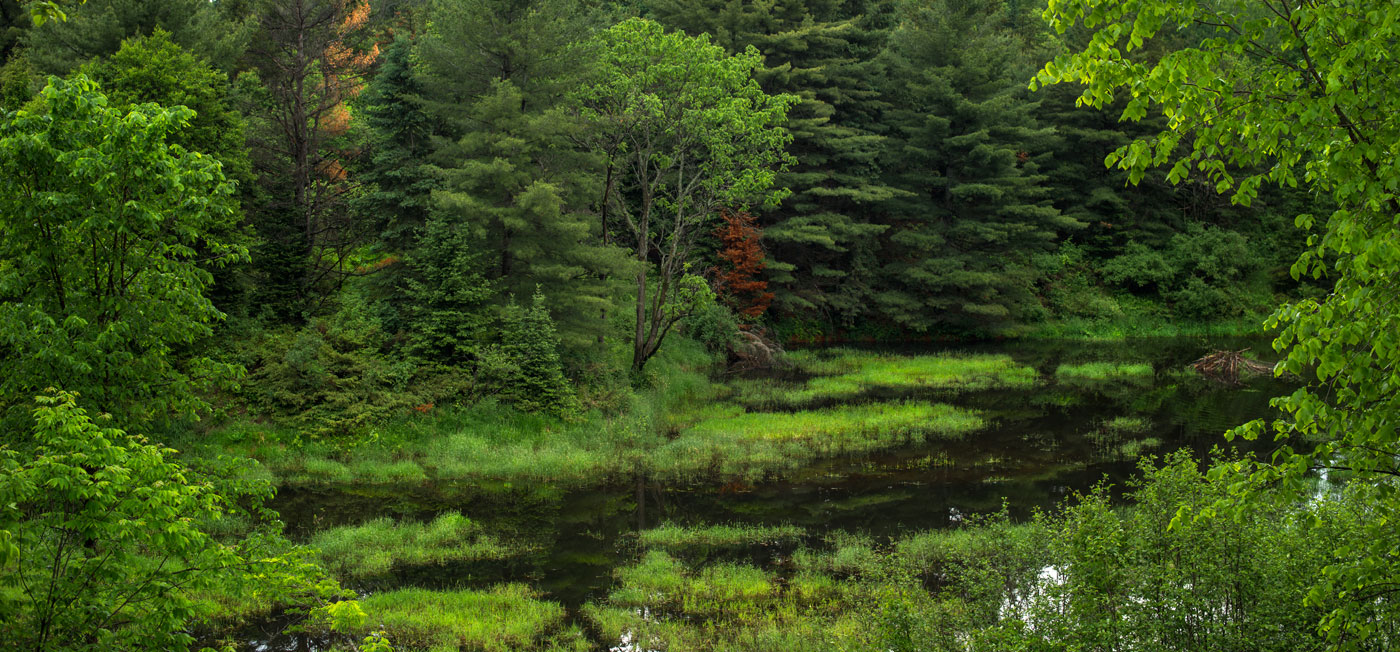 ..green hope,green dream