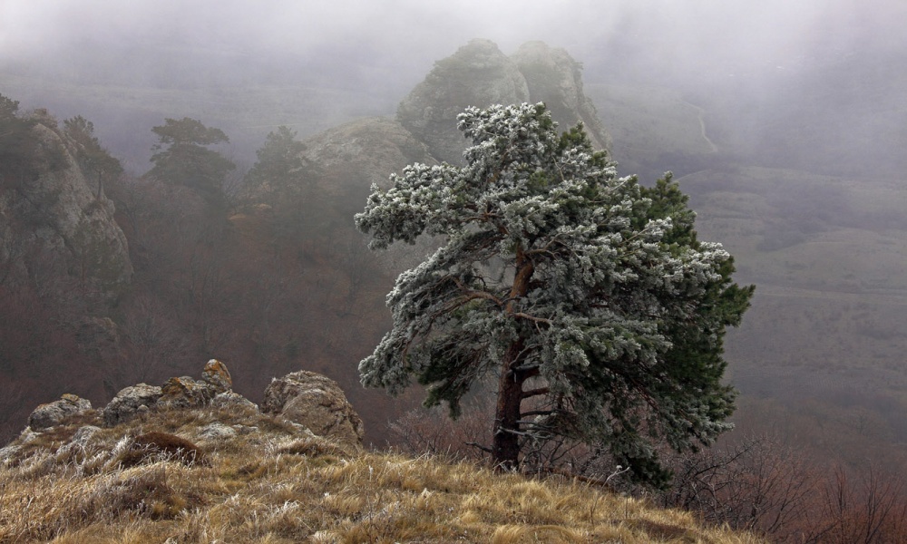 На севере диком