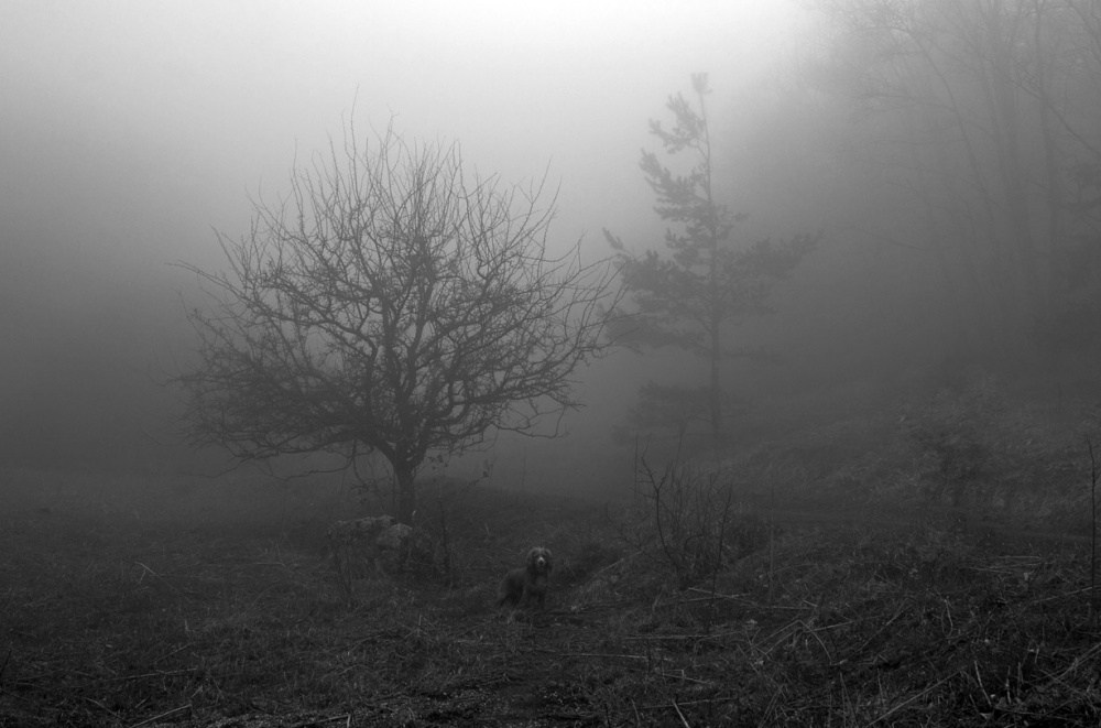 "Я знаю, что в туман..."