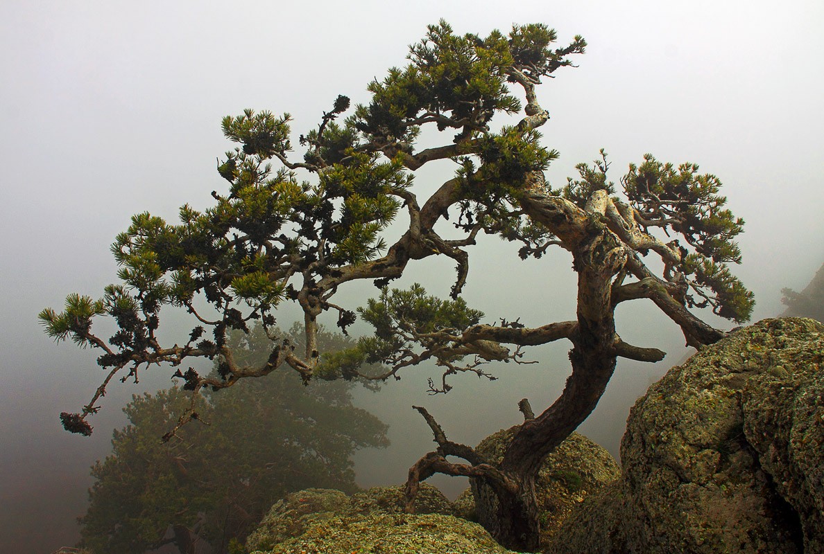 Одинокая сосна