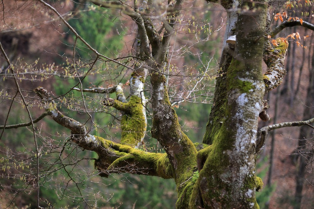 Весенние открытки
