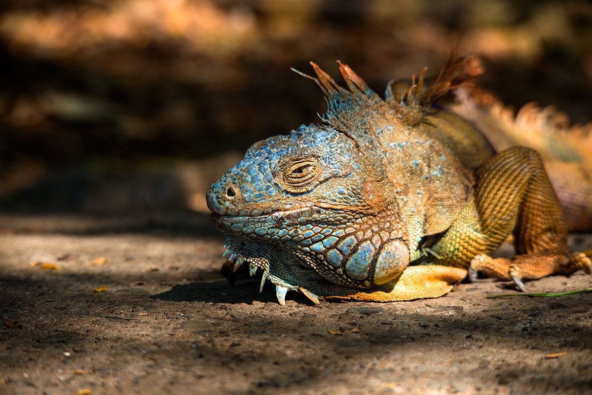 Transition and Mood Swings