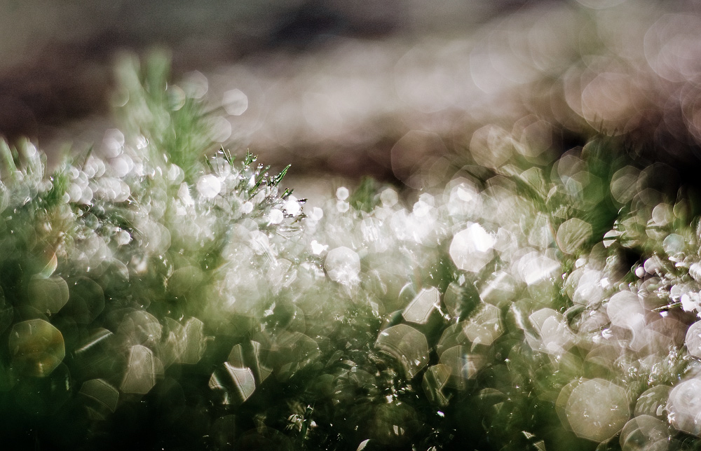 Утренняя роса