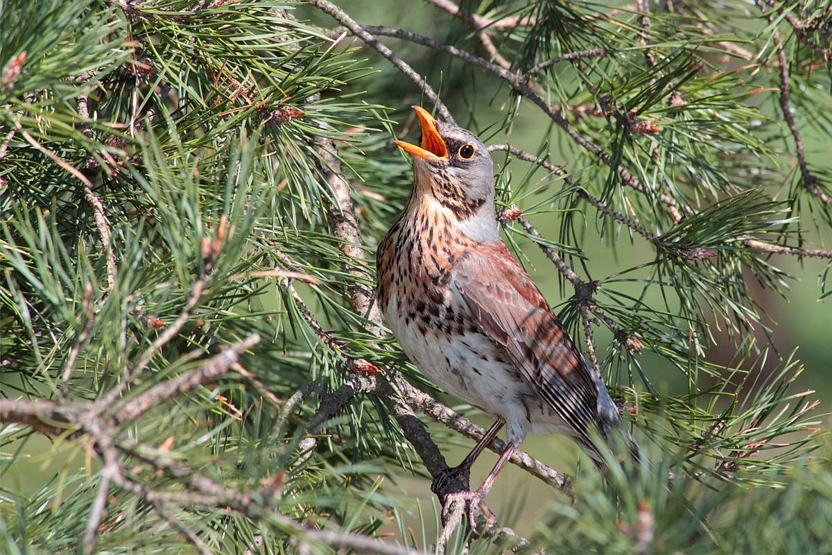 Thrush Wacholderdrossel