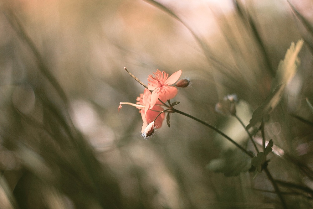 лети, лети лепесток... через запад на восток...