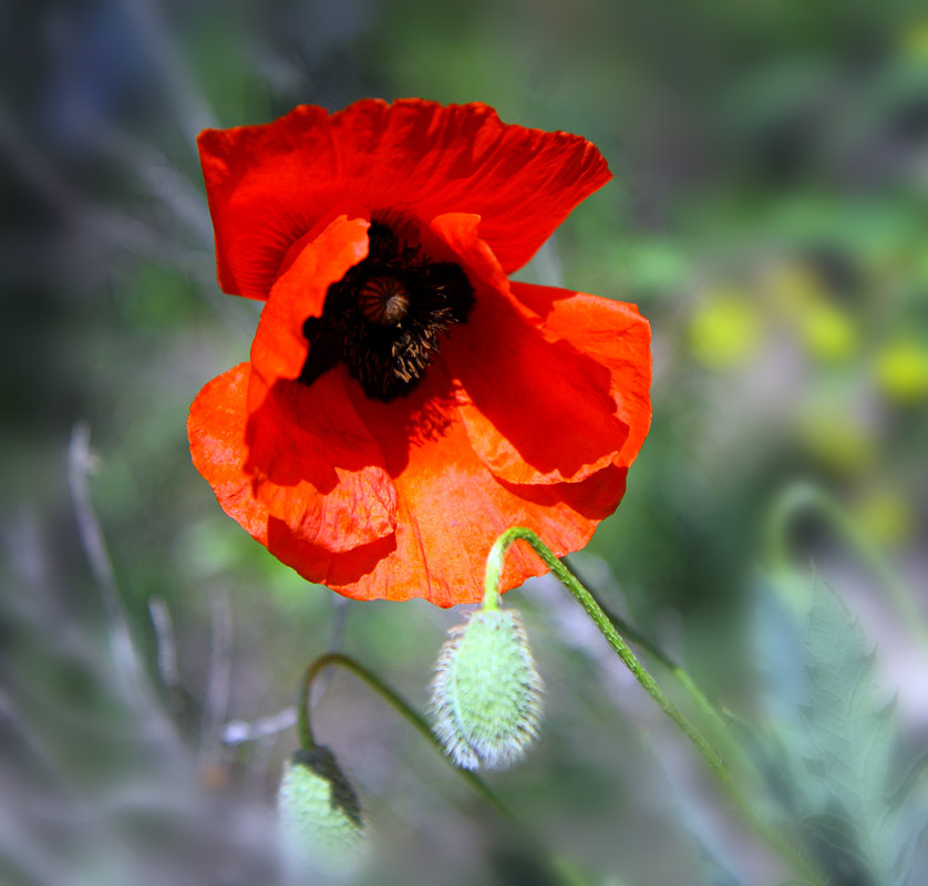 С Днем Победы!!