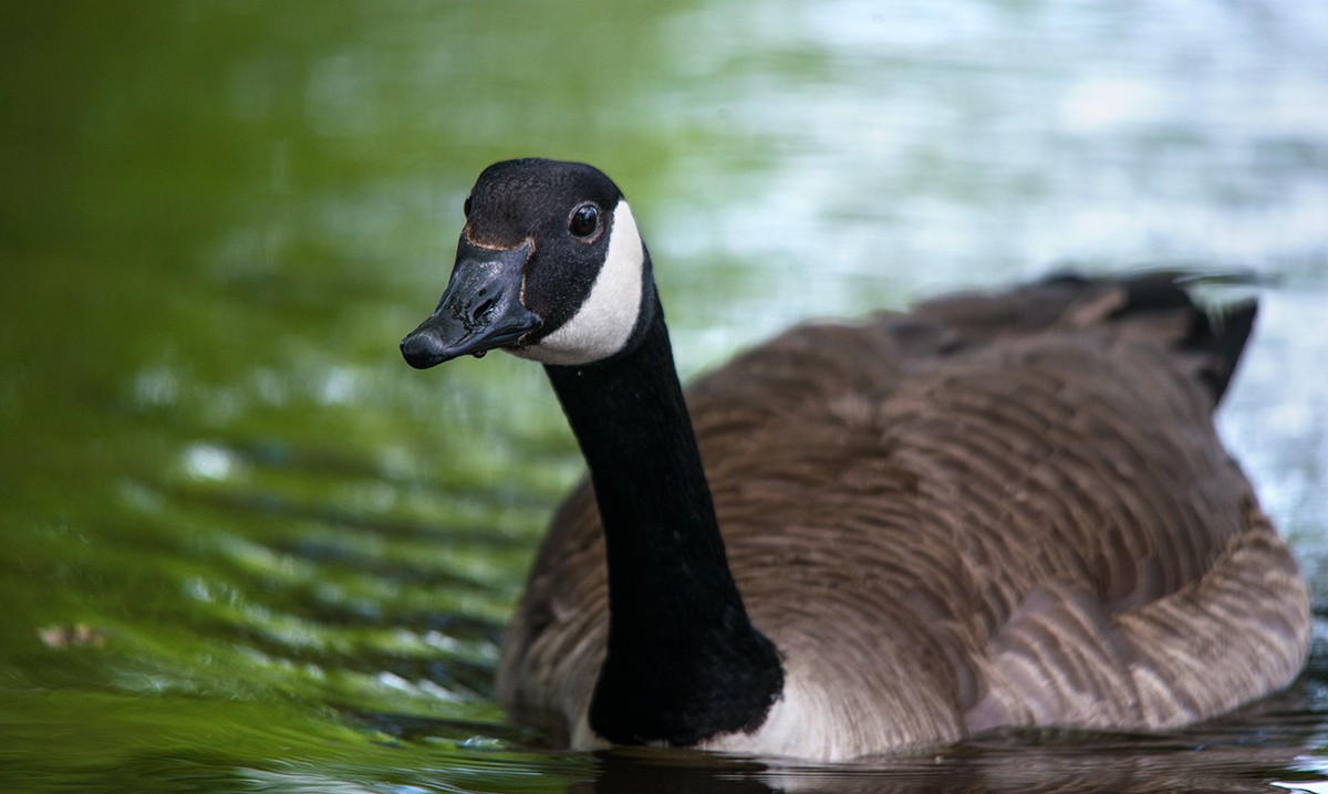 ....looking for food & mate