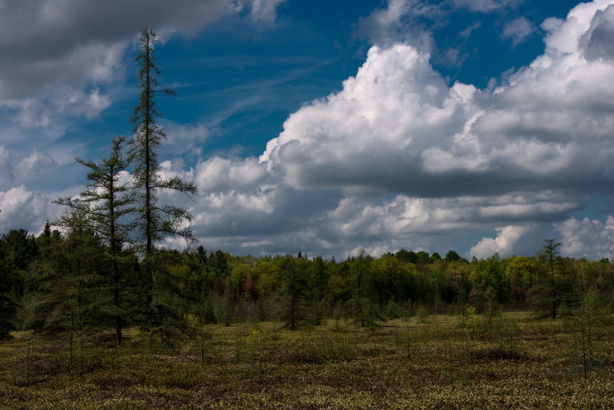 Mer Bleue Bog @ Spring